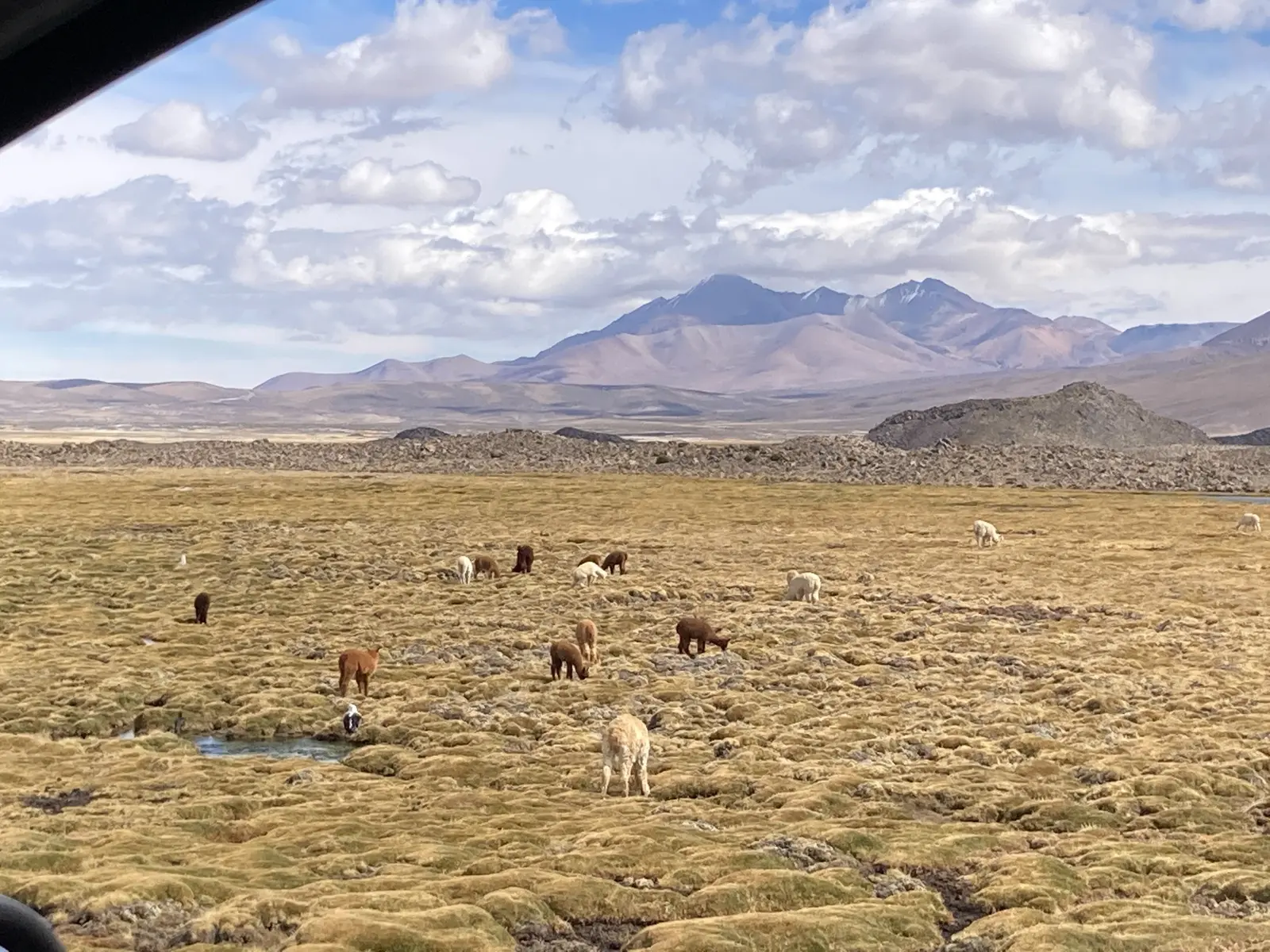 Lamas auf feuchten Weideflächen im Parque Nacional Lauca