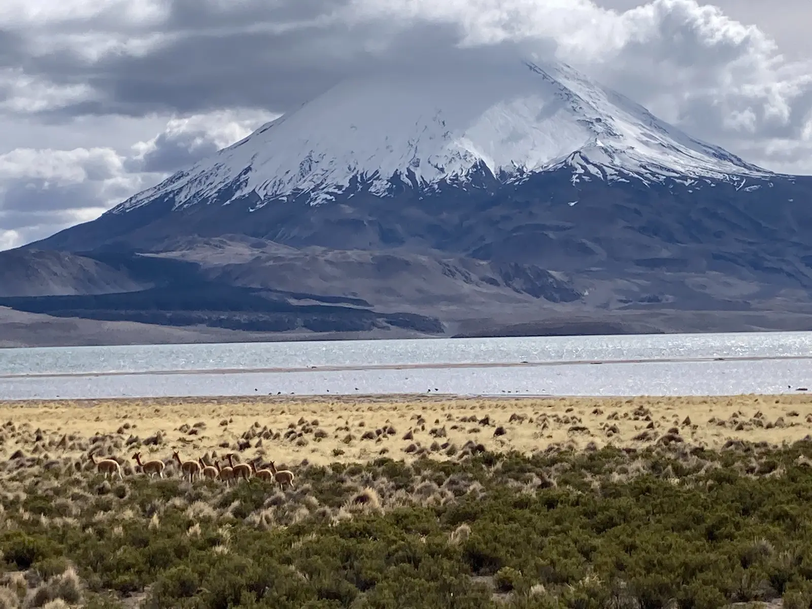 Vulkan Parinacota mit Lagune und Vicuñas im Parque Nacional Lauca